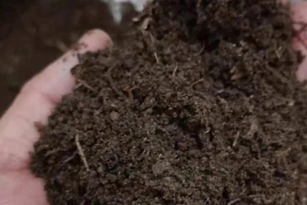 大花蕙兰没根能不能成活，失去根系会逐渐枯死