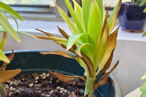 百合花叶子变黄如何处理，土壤过湿要停止浇水