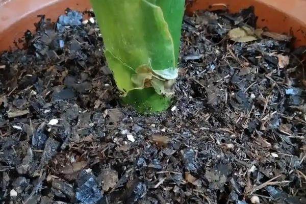 百合花叶子变黄如何处理，土壤过湿要停止浇水