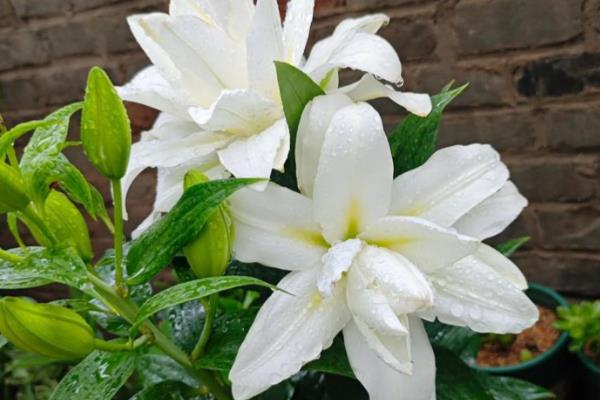 百合花叶子变黄如何处理，土壤过湿要停止浇水