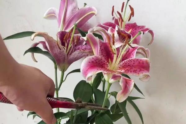 百合花叶子变黄如何处理，土壤过湿要停止浇水