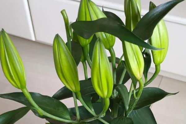 百合花叶子变黄如何处理，土壤过湿要停止浇水