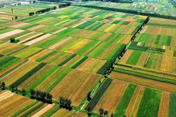 农田能建大棚搞养殖吗，基本农田不可以建大棚来搞养殖