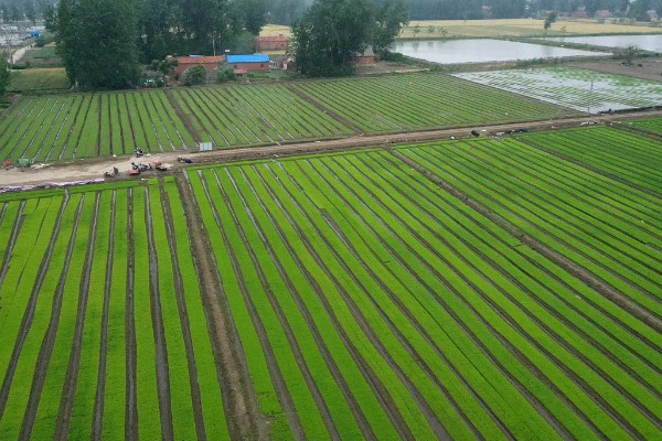 农田能建大棚搞养殖吗，基本农田不可以建大棚来搞养殖