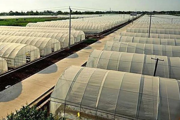 农田能建大棚搞养殖吗，基本农田不可以建大棚来搞养殖