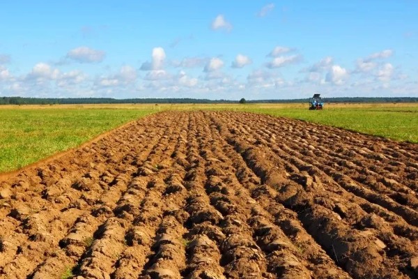 农田能建大棚搞养殖吗，基本农田不可以建大棚来搞养殖