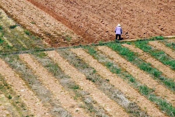农田能建大棚搞养殖吗，基本农田不可以建大棚来搞养殖