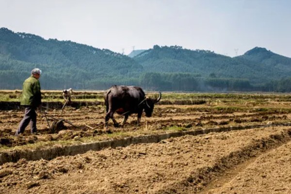 农田能建大棚搞养殖吗，基本农田不可以建大棚来搞养殖
