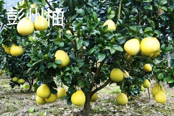 四川省彭州市有什么特产，彭州大蒜远销东南亚诸国