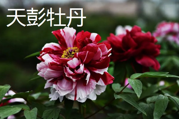 四川省彭州市有什么特产，彭州大蒜远销东南亚诸国