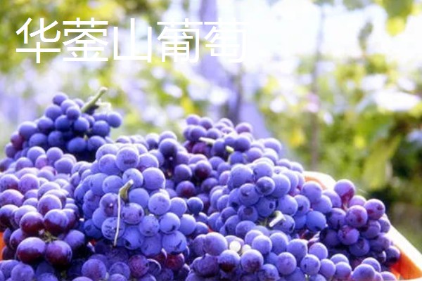 四川省彭州市有什么特产，彭州大蒜远销东南亚诸国