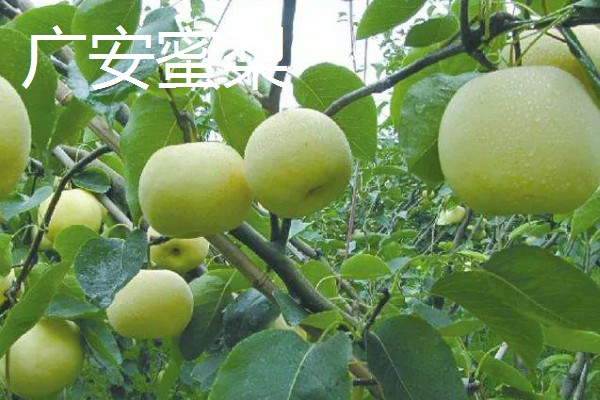 四川省彭州市有什么特产，彭州大蒜远销东南亚诸国