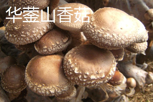 四川省彭州市有什么特产，彭州大蒜远销东南亚诸国