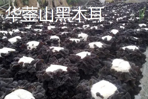 四川省彭州市有什么特产，彭州大蒜远销东南亚诸国