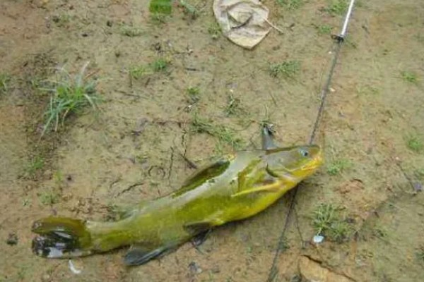 钓黄颡鱼的钓具，鱼竿建议用溪流竿