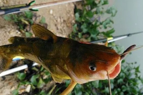 钓黄颡鱼的钓具，鱼竿建议用溪流竿