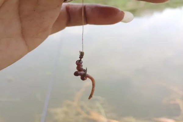 钓黄颡鱼的钓具，鱼竿建议用溪流竿