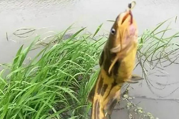 钓黄颡鱼的钓具，鱼竿建议用溪流竿