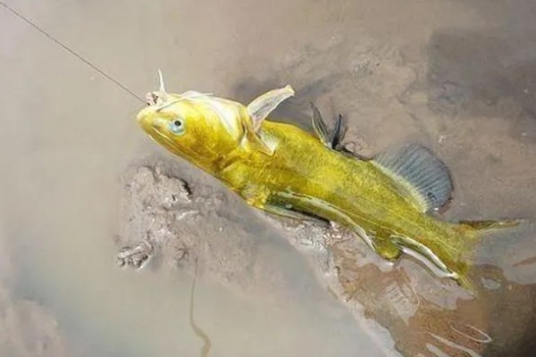 钓黄颡鱼的钓具，鱼竿建议用溪流竿