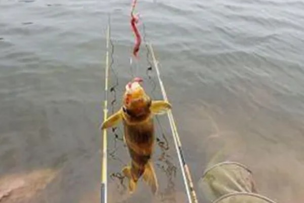 钓黄颡鱼的钓具，鱼竿建议用溪流竿