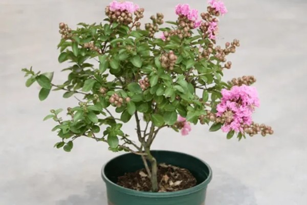 紫薇花的养殖方法，生长期对水分需求较大