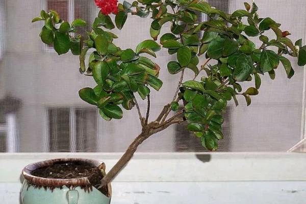 紫薇花的养殖方法，生长期对水分需求较大