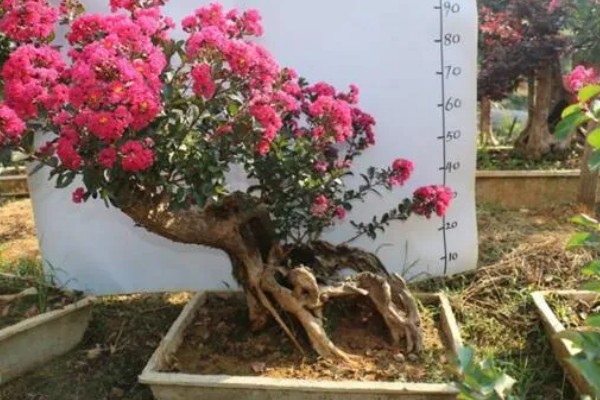 紫薇花的养殖方法，生长期对水分需求较大