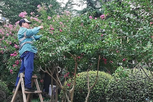 紫薇花的养殖方法，生长期对水分需求较大