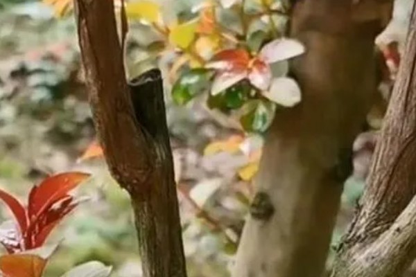 紫薇花的养殖方法，生长期对水分需求较大