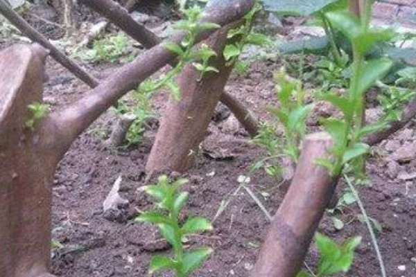 紫薇花的养殖方法，生长期对水分需求较大