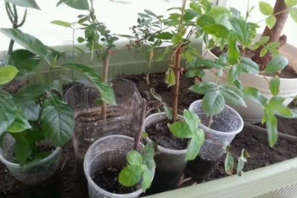 紫薇花的养殖方法，生长期对水分需求较大