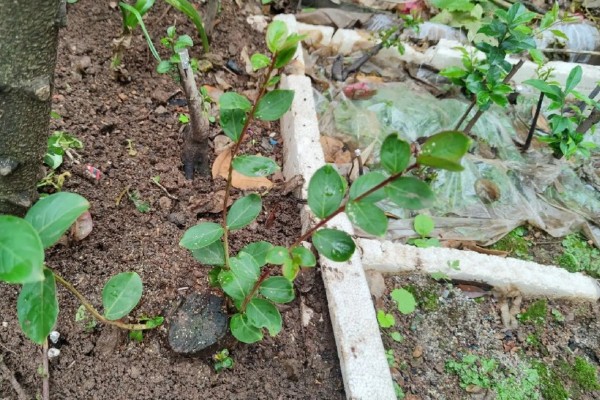 紫薇花的养殖方法，生长期对水分需求较大