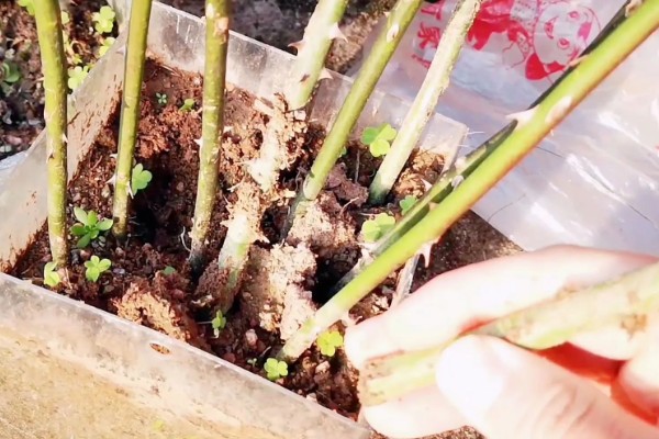 紫薇花的养殖方法，生长期对水分需求较大