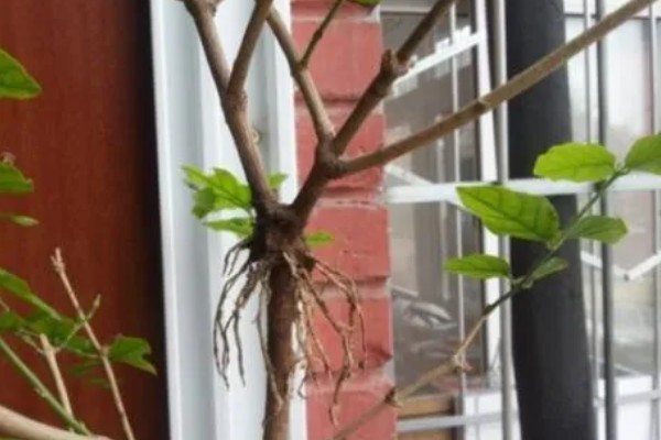 紫薇花的养殖方法，生长期对水分需求较大