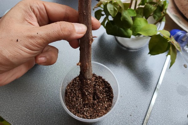 紫薇花的养殖方法，生长期对水分需求较大