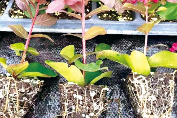 紫薇花的养殖方法，生长期对水分需求较大