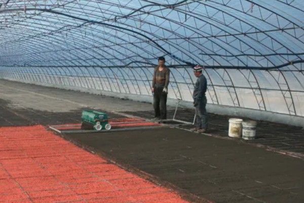 紫薇花的养殖方法，生长期对水分需求较大