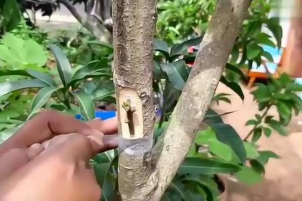芒果如何嫁接,最好是在春季或秋季进行