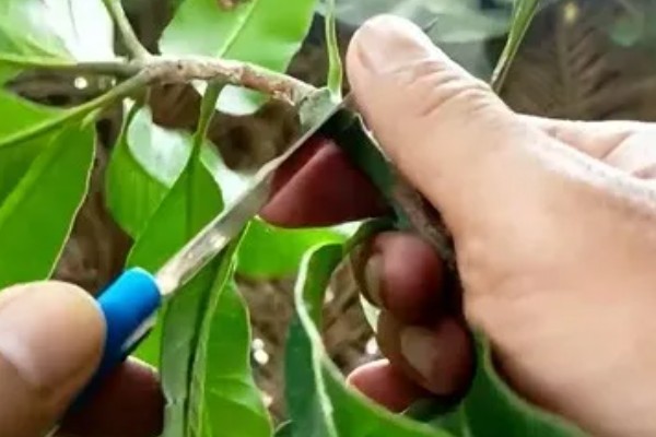 芒果如何嫁接,最好是在春季或秋季进行