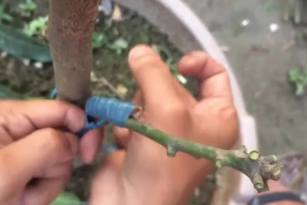 芒果如何嫁接,最好是在春季或秋季进行