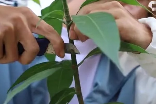 芒果如何嫁接,最好是在春季或秋季进行