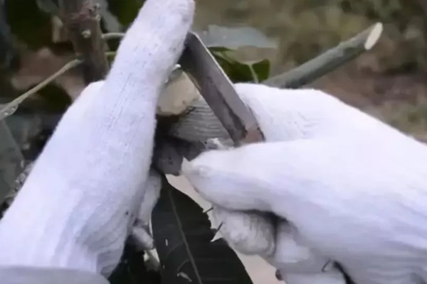 芒果如何嫁接,最好是在春季或秋季进行
