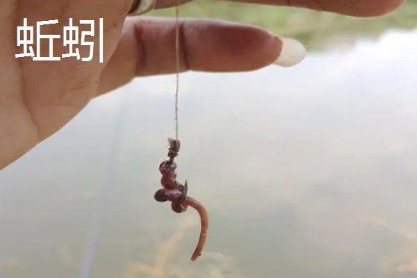 用什么钓黄鳝好,推荐蚯蚓、鸡肝等