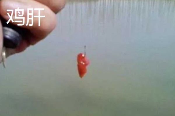 用什么钓黄鳝好,推荐蚯蚓、鸡肝等