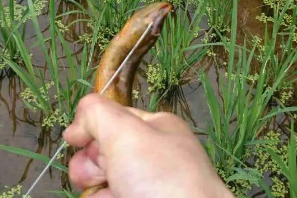 用什么钓黄鳝好,推荐蚯蚓、鸡肝等
