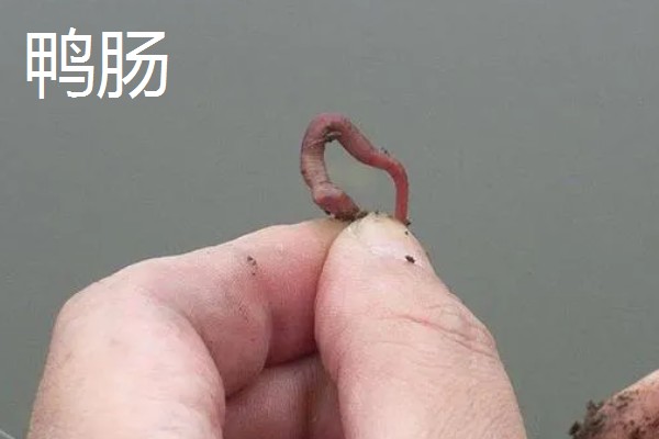 用什么钓黄鳝好,推荐蚯蚓、鸡肝等