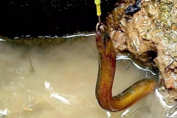 用什么钓黄鳝好,推荐蚯蚓、鸡肝等