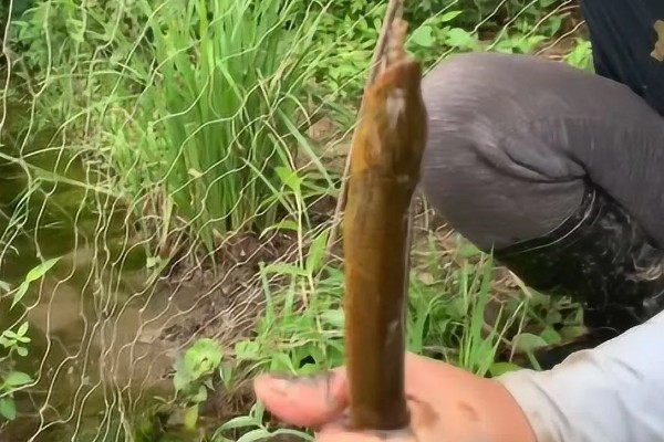 用什么钓黄鳝好,推荐蚯蚓、鸡肝等