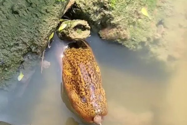 用什么钓黄鳝好,推荐蚯蚓、鸡肝等