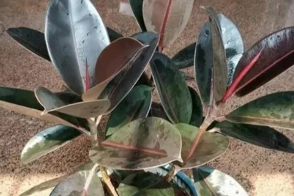 橡皮树的扦插方式，插入土壤前要对枝条下端涂抹草木灰